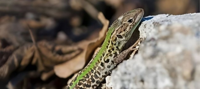 В Краснодарском крае заказник "Лабинский" стал особо охраняемой природной территорией