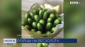 Аналитики рынка: цены на огурцы снизятся, но постепенно