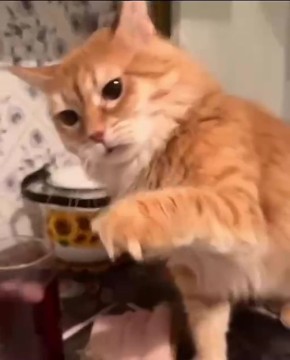 ������ ����������: ������� ������