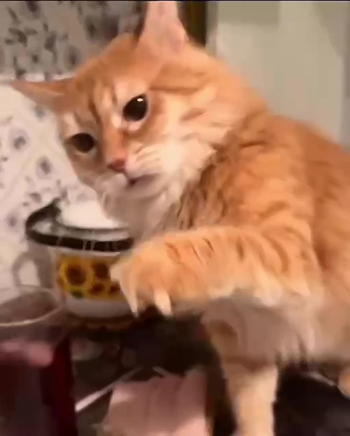 Защита докторской: кошачья версия