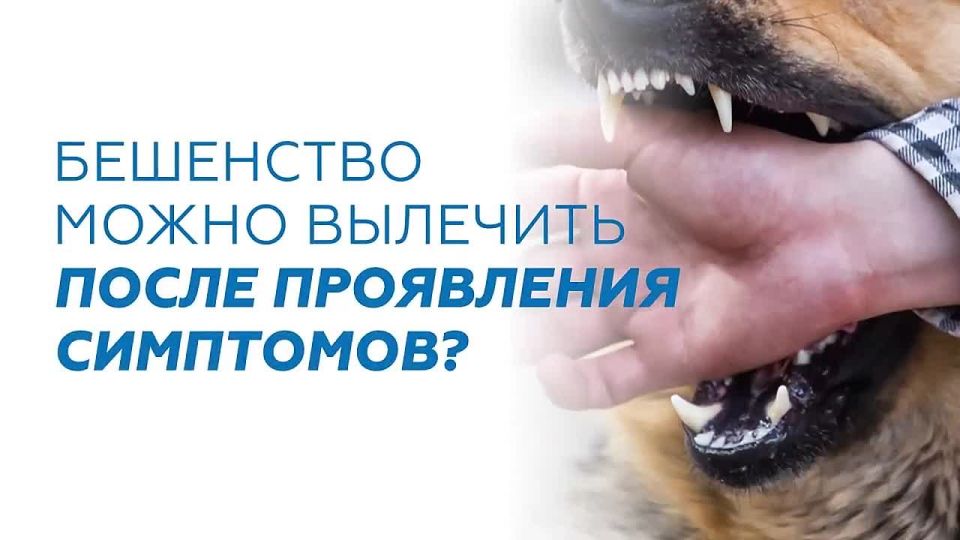 Если ребёнка укусило животное, важно действовать быстро