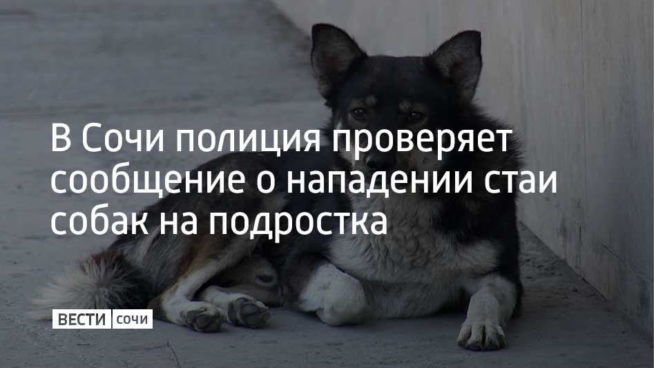 В Сочи полиция проводит проверку по факту нападения собак на несовершеннолетнюю
