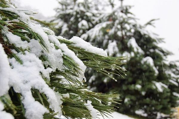 До конца суток в горах Сочи ожидается сильный снегопад