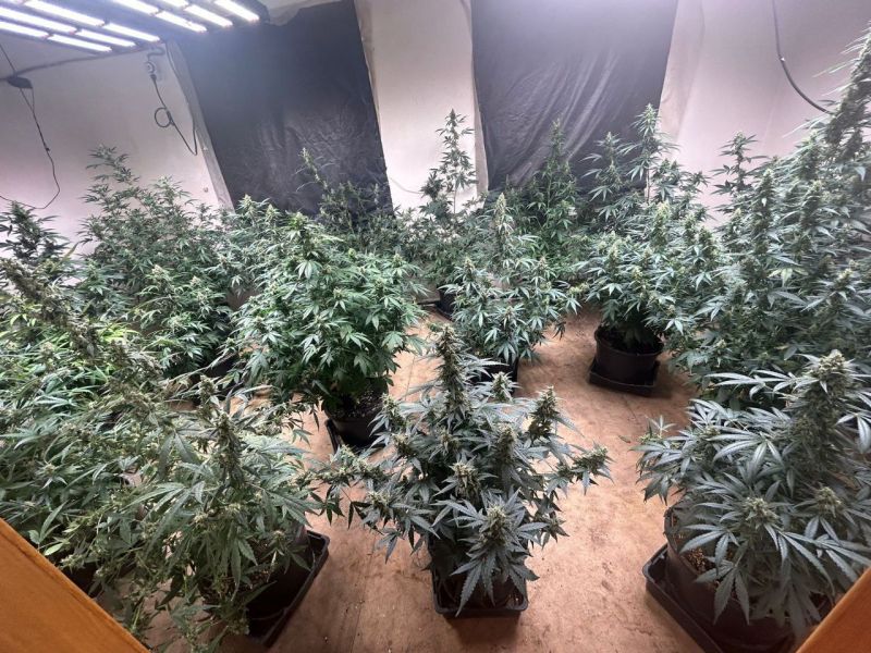 На Кубани крупный наркоплантатор и пять его сообщников пойдут под суд за культивирование конопли и сбыт марихуаны