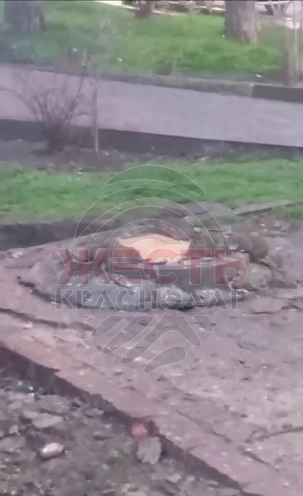 На ул. Тургенева в Краснодаре очевидцы заметили крыс