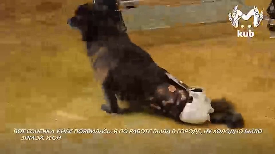 Преподавательница из Краснодара борется с раком, воспитывает приёмную дочь и держит приют для собак-инвалидов