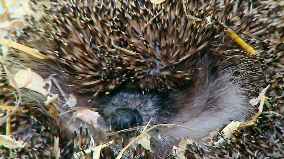 Звери по всей стране просыпаются после зимней спячки