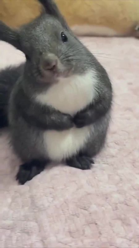 К вам пришла белочка. Не пугайтесь, она настоящая