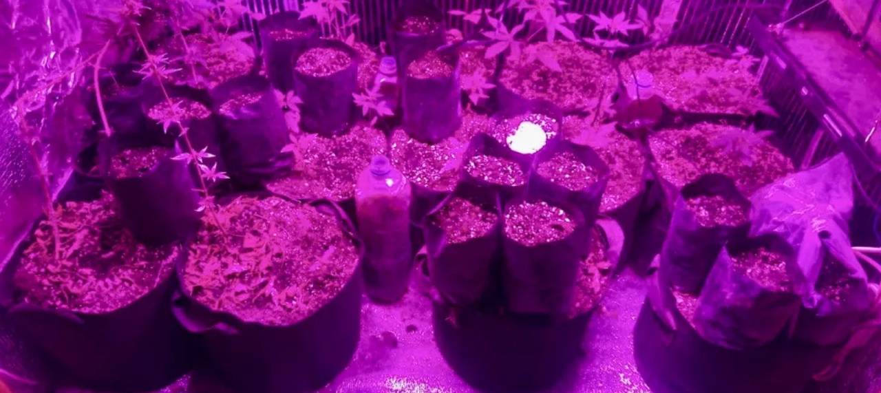 В Сочи у дачника нашли домашнюю наркоплантацию с 27 кустами конопли