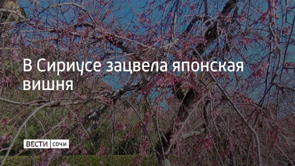 В дендропарке "Южные культуры" распустились первые цветки традиционной японской вишни — короткощетинистой