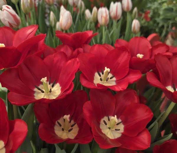 Более 440 тысяч тюльпанов прилетели в Приморье с начала года