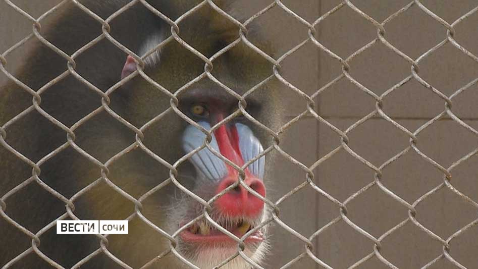 Медицинская приматология в Сочи открывает новые горизонты исследований