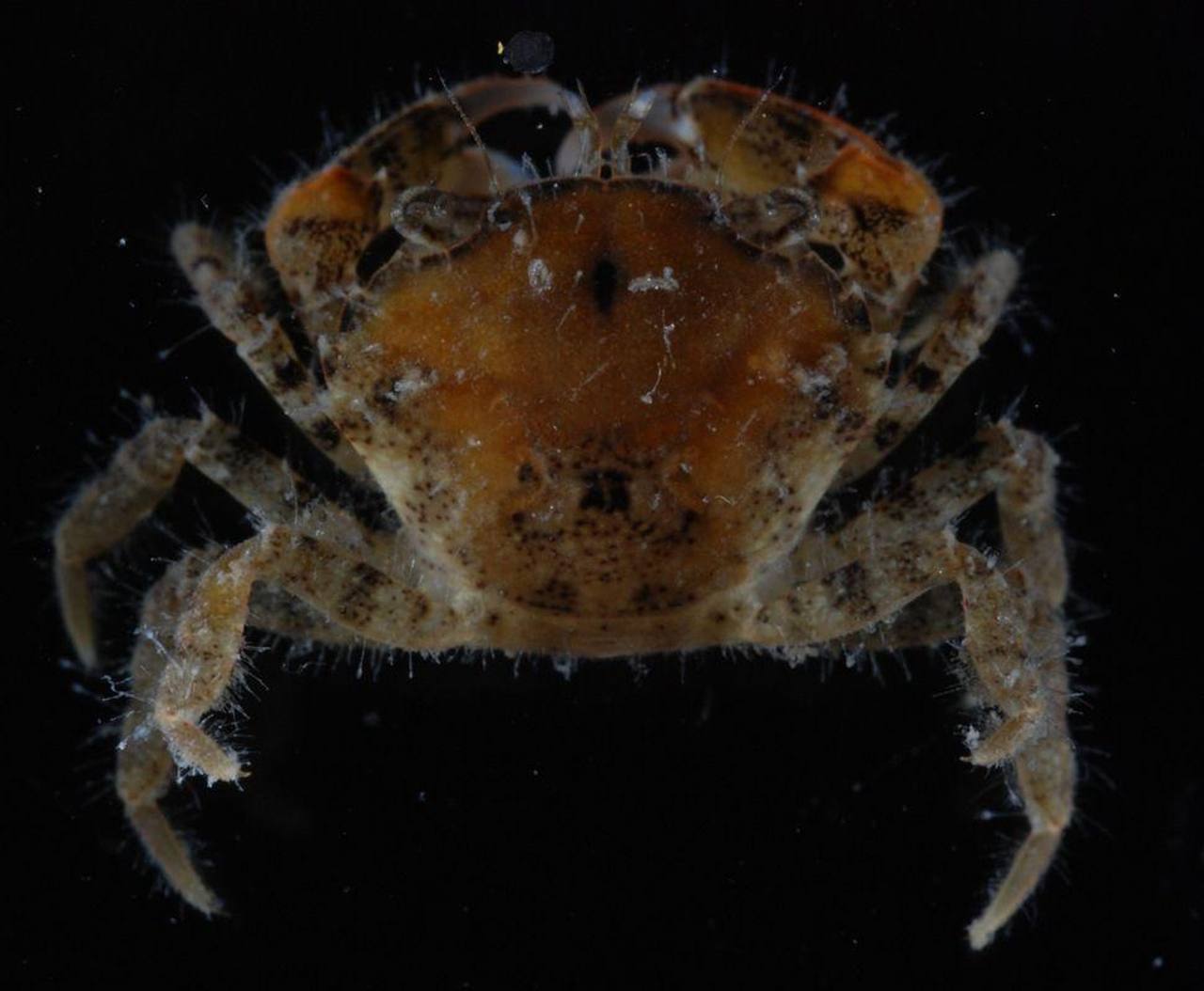 У нас новенький. В Азовском море обнаружили новый инвазивный вид — плоскоспинного грязевого краба Eurypanopeus depressus, сообщили ученые Института биологии южных морей РАН