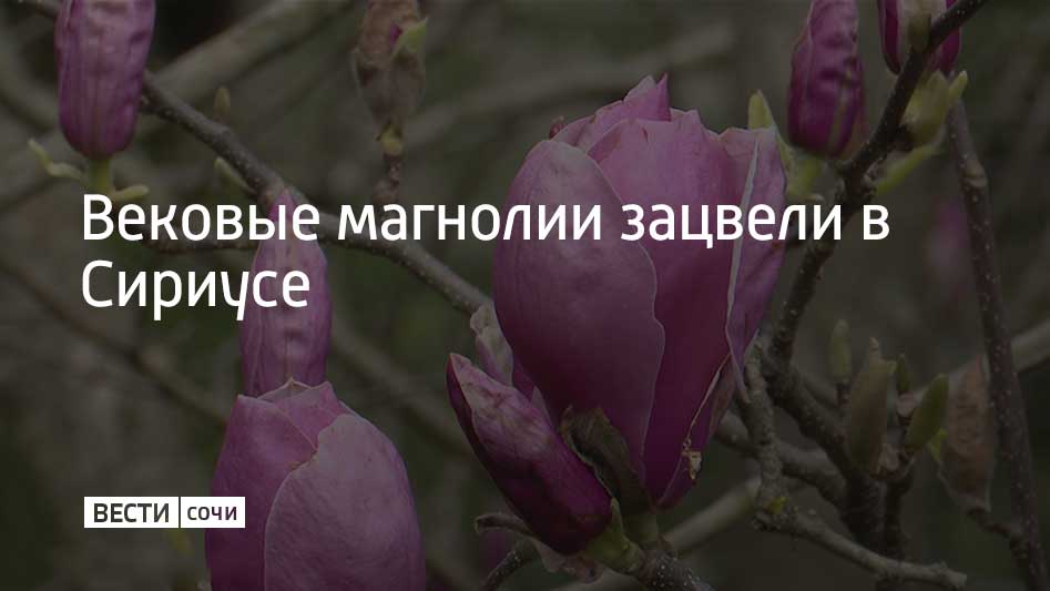 Увидеть богатейшую коллекцию различных сортов магнолии можно в дендропарке "Южные культуры"