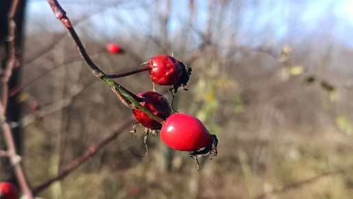 ����� ������� ������ �������� �������