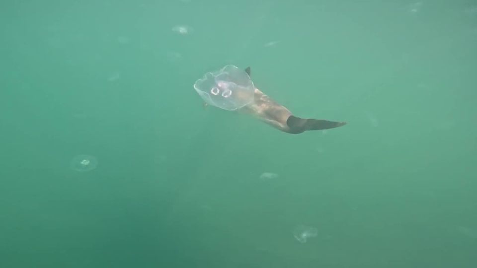 Раненого дельфина без левого глаза обнаружили в Краснодарском крае — азовка несколько дней не могла уплыть с одного места