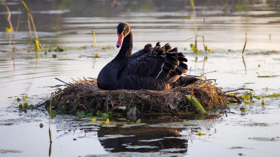 Черные лебеди в сочинском Дендрарии ждут потомства