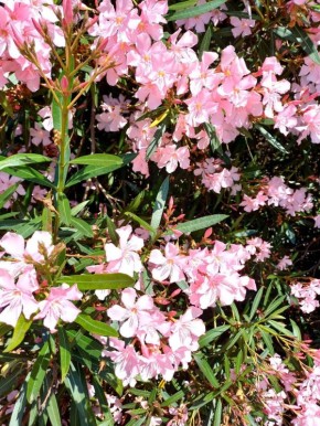 О погоде на 15 марта . В Краснодарском крае небольшая облачность