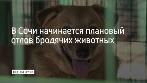 16 марта "Центр по обращению с животными без владельцев" начинает плановый отлов безнадзорных животных на территории курорта