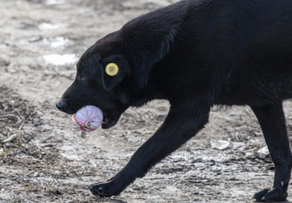 �������� ������ �������� ����� ���� ������� � �������������, ���������� ��������� ����