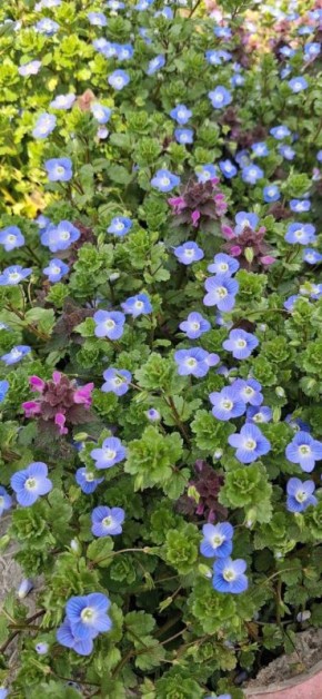 О погоде на 19 марта . В Краснодарском крае переменная облачность