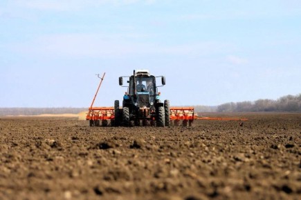 Около 225 тыс. гектаров полей засеют сахарной свеклой на Кубани