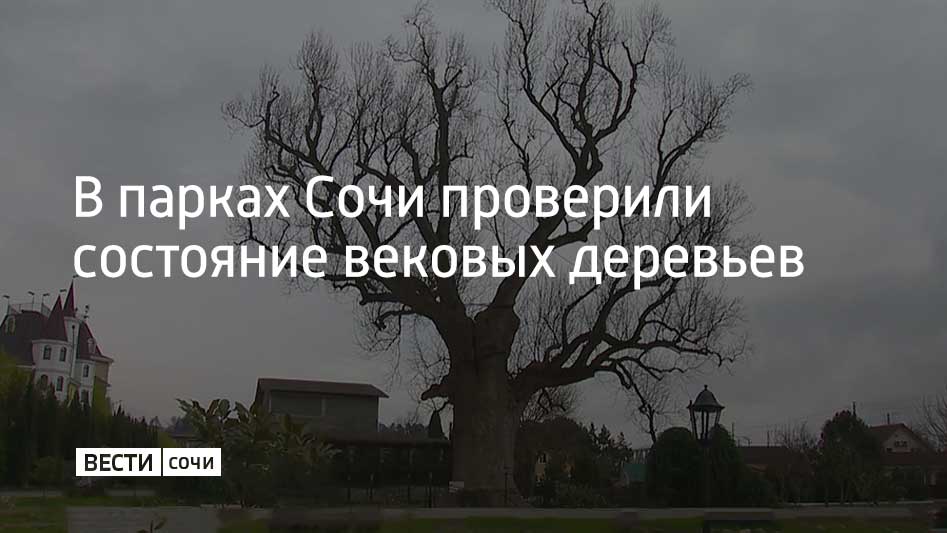 В парках Сочи проверили, как чувствуют себя самые старые деревья