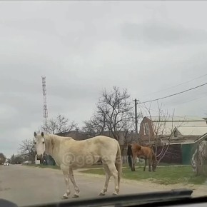 В станице Динской — неожиданный «дорожный контроль» от трёх лошадей