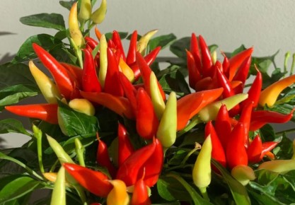 ����� ���� ������ ������ �� �������: ������������ ����� ������ ���������, �������� ��������������� � ����� �����