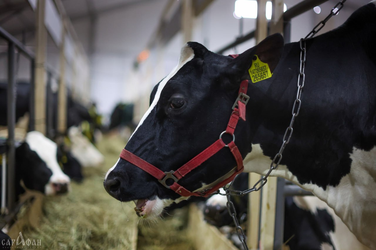Кубанский фермер держал больных животных, чтобы увеличить поголовье стада