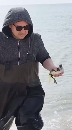 Волонтёры спасли черношейную поганку в Анапе