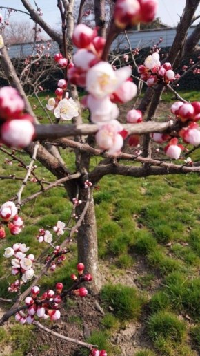 О погоде на 23 марта. В Краснодарском крае переменная облачность