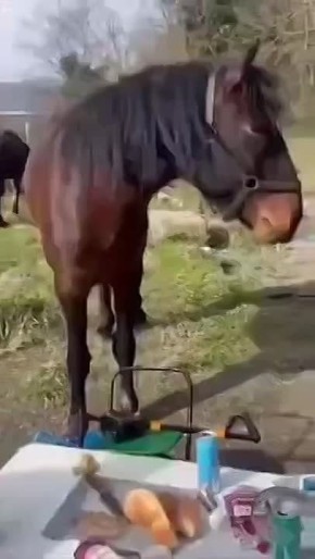 Рейдерский захват во время пикника в Сочи