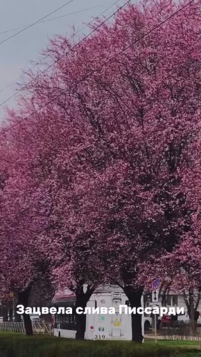 Краснодар утопает в розовом цветении