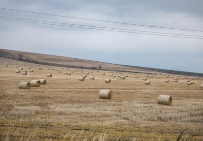 Сельское хозяйство в Краснодарском крае в приоритете: 10,5 млрд рублей направят на поддержку АПК в 2026 году