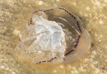 �������� ���� ����������� � ��������������� ���������� ������ ��������, ��� �������� ��������� ��������������� � ������������