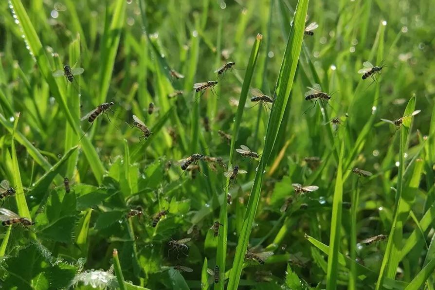 Пруды и лиманы Анапы избавят от комаров