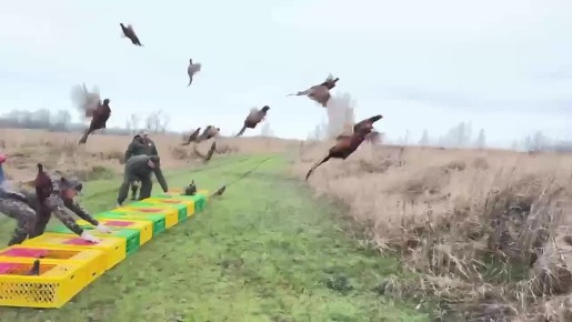 На Кубани начали выпускать фазанов