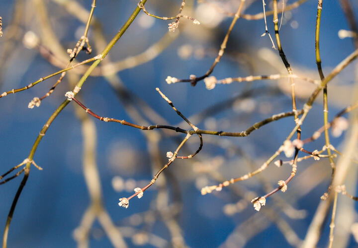 Слезящиеся глаза и кашель: пыльца березы накрывает Кубань