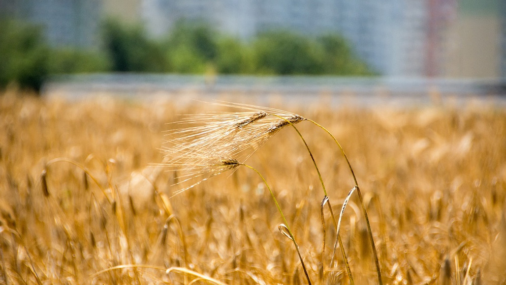 АПК Кубани получит больше 10 млрд рублей