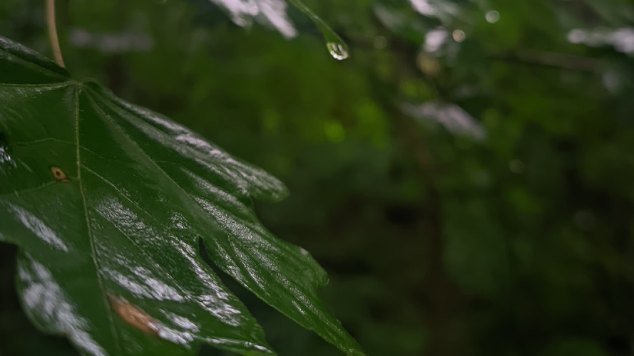 Дождливая погода сохранится на Кубани