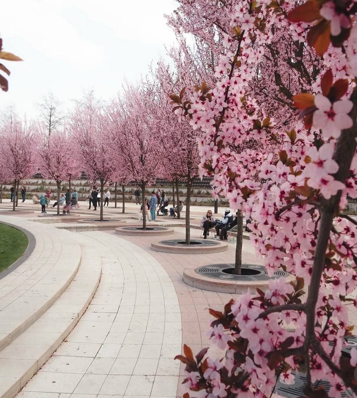 1 Краснодар превратился в Японию: в городе зацвела слива Нигра, похожая на сакуру
