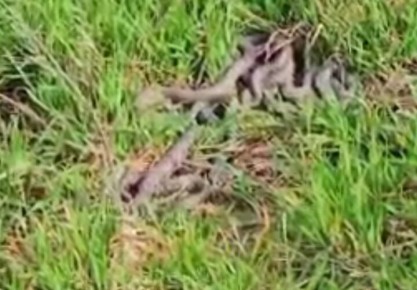 ������� ����� �������������: ���� ����������� �������� ��� ����