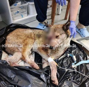 Мужчина засунул собаку в мешок и избил ее железной трубой на глазах у соседей