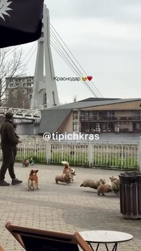 Нашествие корги на Кубанской набережной