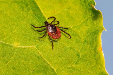 Сезон клещей. Как обезопасить себя и близких на даче и природе, рассказали специалисты Новороссийского филиала ЦОК АПК