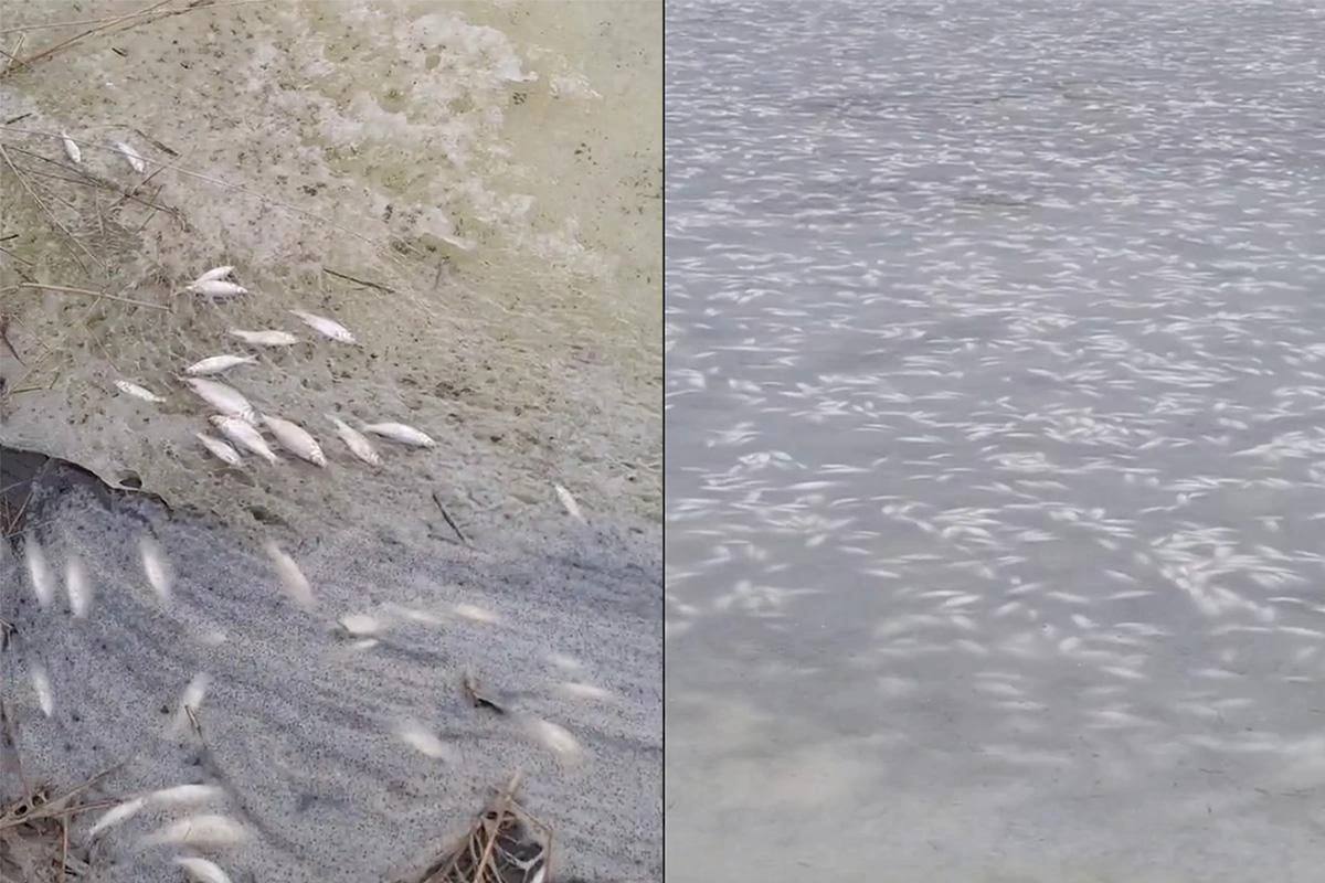 Уголовное дело возбуждено после массовой гибели рыбы в Щербиновском районе