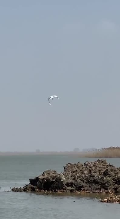 В Анапе спасли редких птиц и выпустили их обратно в природу