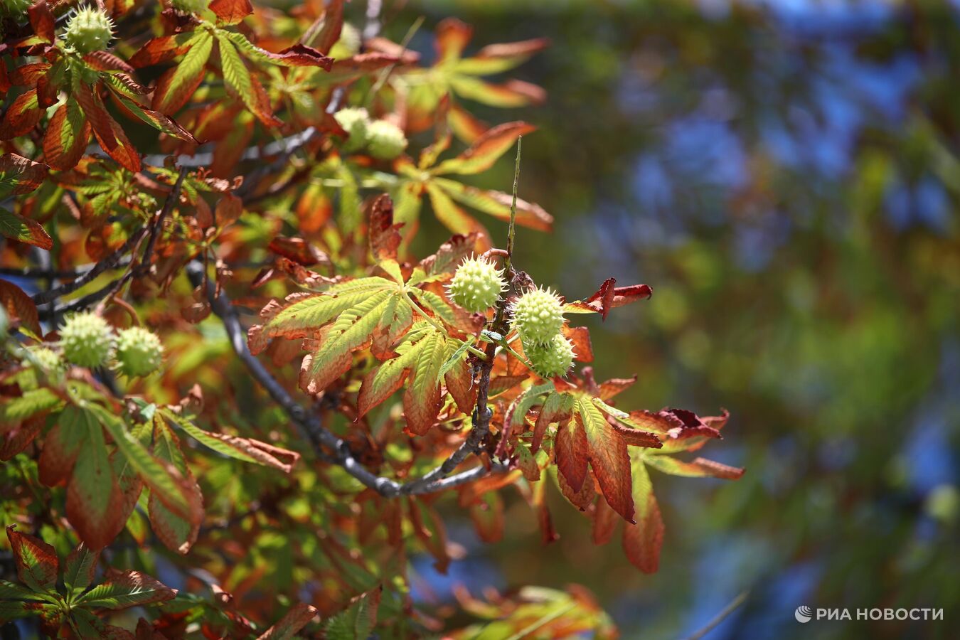 Стартовал проект "Интерроса" и "Сириуса" по сохранению каштана на Кавказе