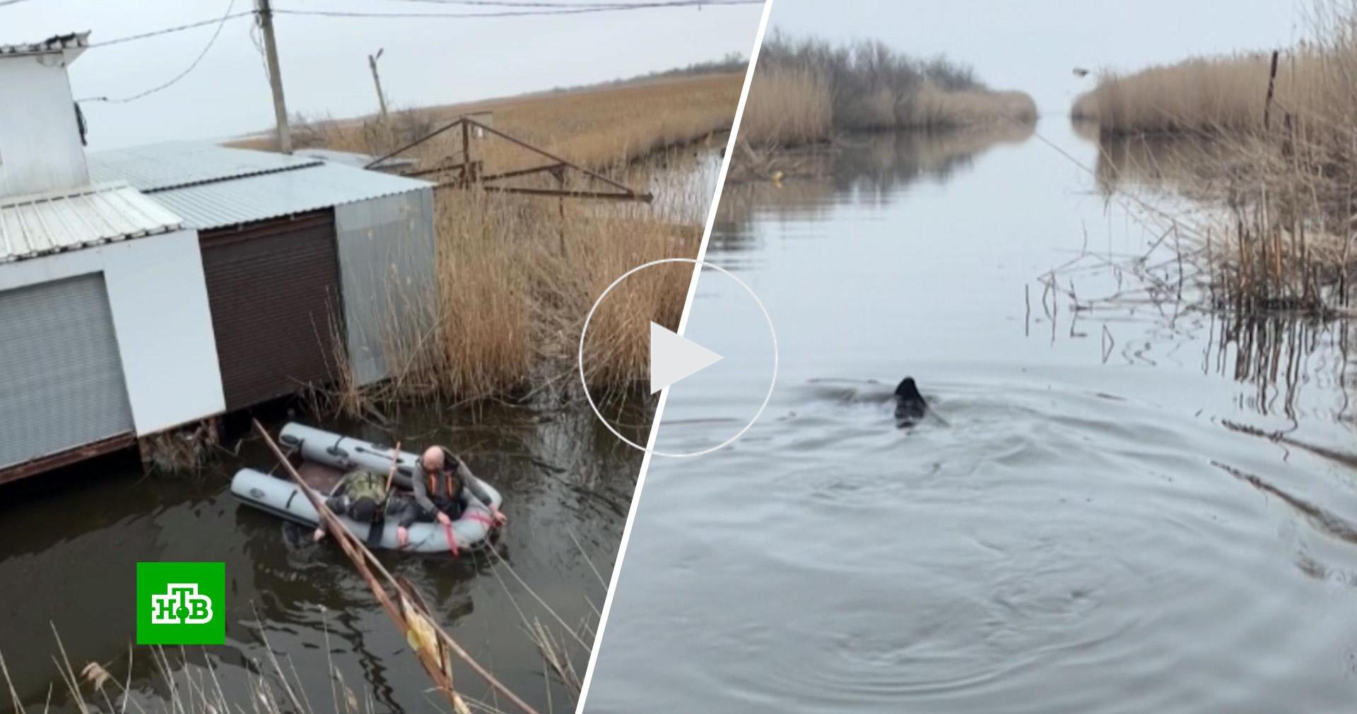 Запутавшегося в сетях азовского дельфина спасли на Кубани